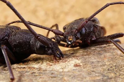 Beetles-barbel on a tree trunk 写真素材