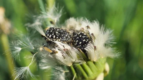 Beetles breed on a flower Stock Footage 129318801