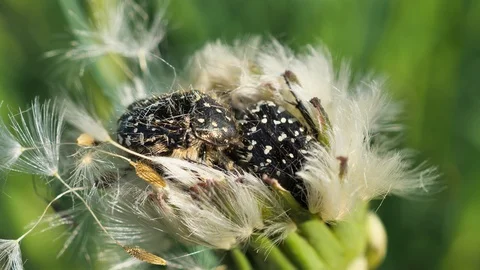 Beetles breed on a flower Stock Footage 129416581