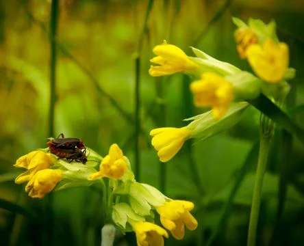 Beetles Cantharis rustic on flowers Stock Photos