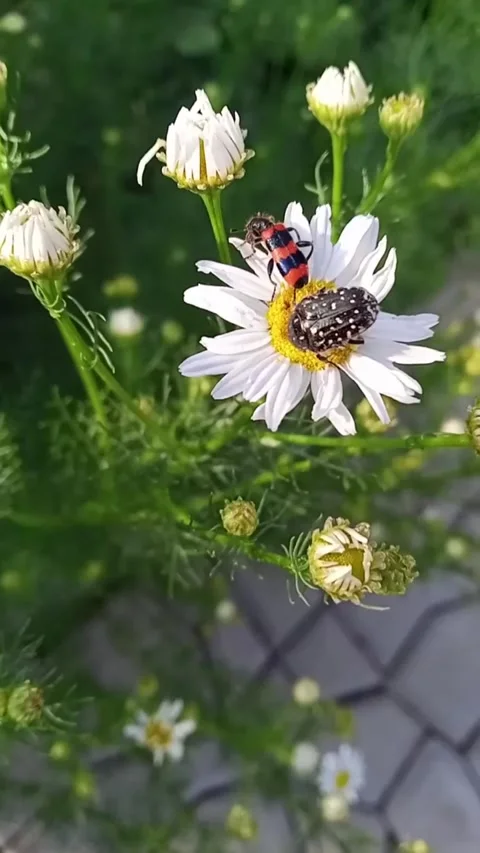 Beetles on a chamomile Stock Footage 312806539