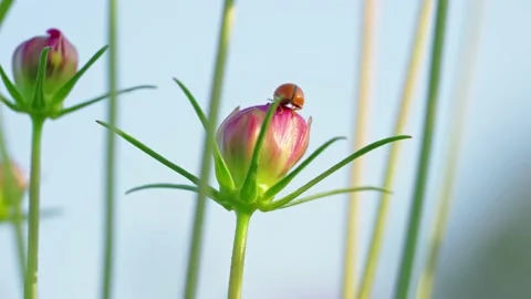 Beetles Crawling On Flower Video stock 232404232