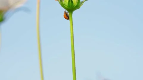 Beetles Crawling On Leaves Video stock 232404234