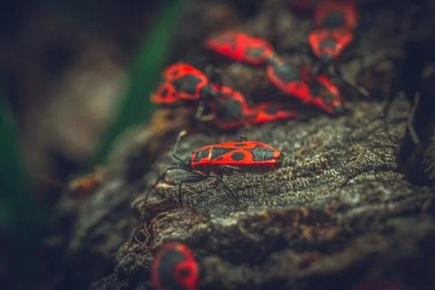 Beetles crawling on the stump Stock Photos