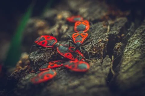 Beetles crawling on the stump Stock Photos