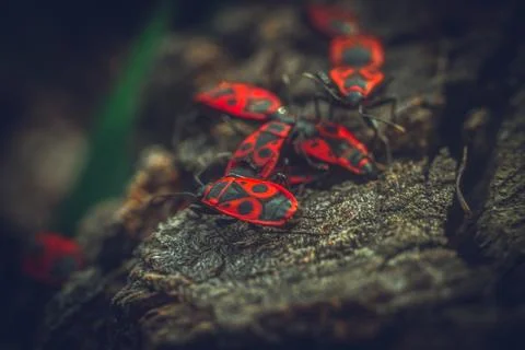 Beetles crawling on the stump Stock Photos