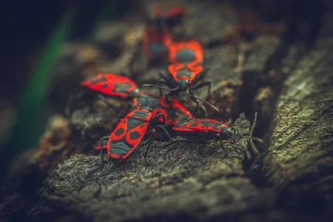 Beetles crawling on the stump Stock Photos