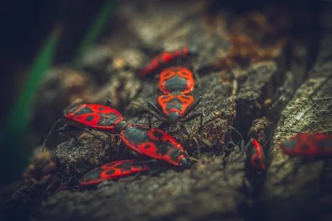 Beetles crawling on the stump Stock Photos