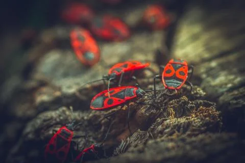 Beetles crawling on the stump Stock Photos