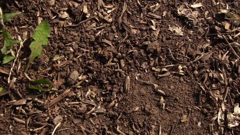 Beetles creep along the ground. Slow motion Stock Footage 74362845