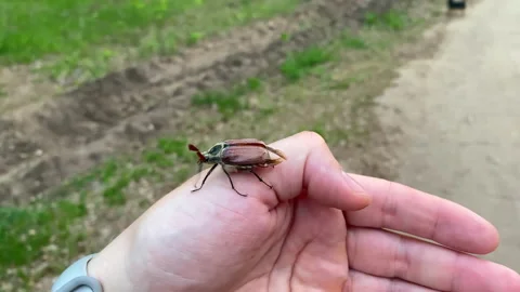 The beetle's damaged wing prevents it from taking off. Stock Footage 154296437