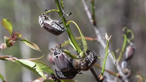 The beetles eat the leaves of the tree. Stock Footage 196185657