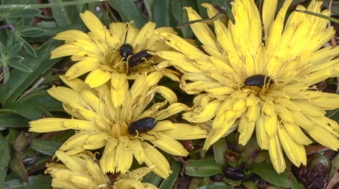 Beetles feeding on the pollen of some paramo flower, Ecuador Video stock 62849031