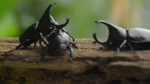 Beetles fight for breeding Stock Footage 160977319