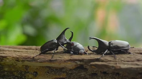 Beetles fight for breeding Stock Footage 160977329
