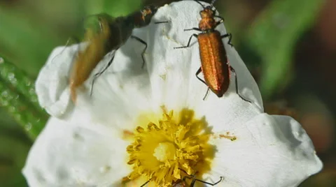 Beetles on a flower 库存影片 4974630
