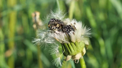 Beetles on a flower Stock Footage 129117963