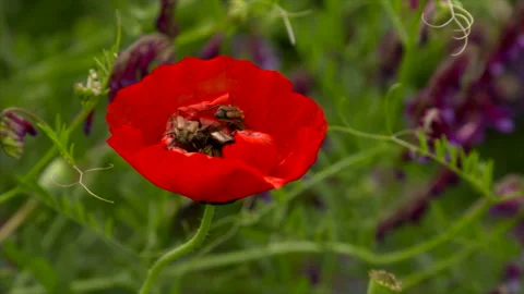 Beetles on flower slow motion Video stock 154653278