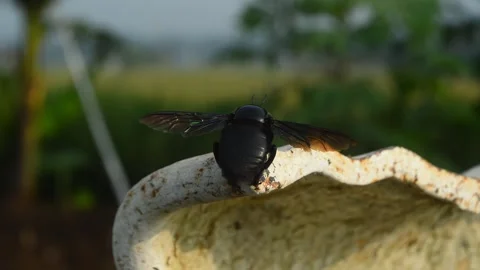 Beetles fly away Stock Footage 277669806