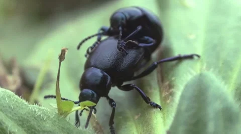 Beetles Stock Footage 7903805