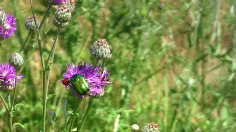 Beetles Stock Footage 11271671