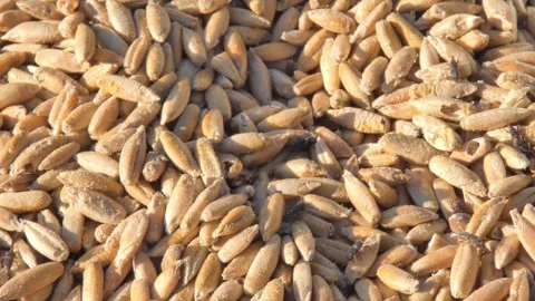 Beetles in grain as metaphor for internal decay Vidéo 334616316