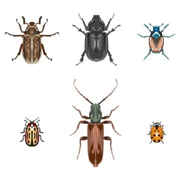 Beetles Stock Illustration