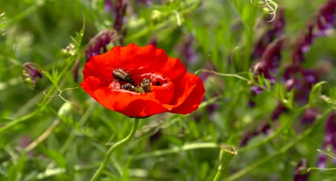 Beetles land on anemone Stock Footage 154653503