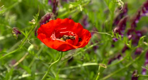 Beetles land on anemone Video stock 154653528
