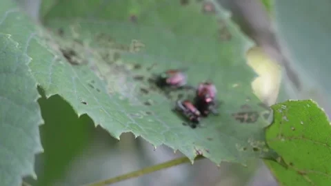 Beetles on A Leaf Stock Footage 169974292