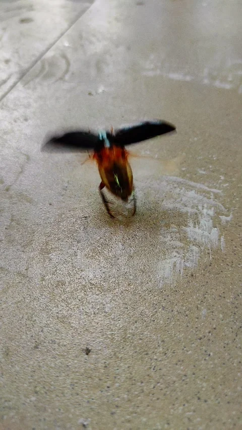 Beetles learn to fly Stock Footage 278777761