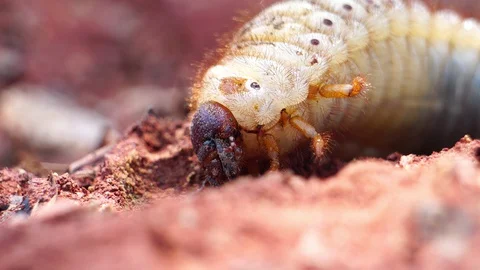 Beetles live in the soil  Stock Footage 128222319