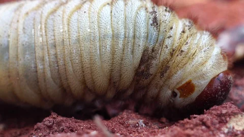 Beetles live in the soil  Stock Footage 128222455