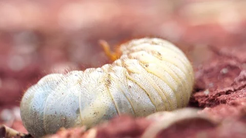 Beetles live in the soil  Video stock 128222539