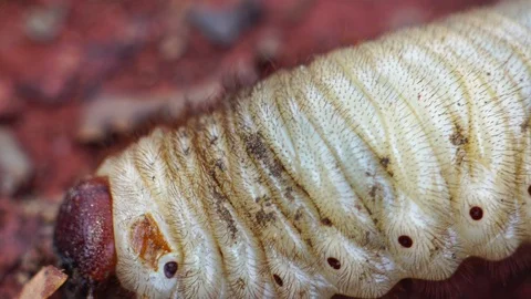 Beetles live in the soil  Stock Footage 128222561