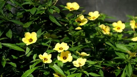 Beetles look for nectar and pollen in blooming flowers #1 Stock Footage 291529075
