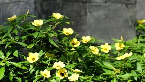 Beetles look for nectar and pollen in blooming flowers Video stock 291529113