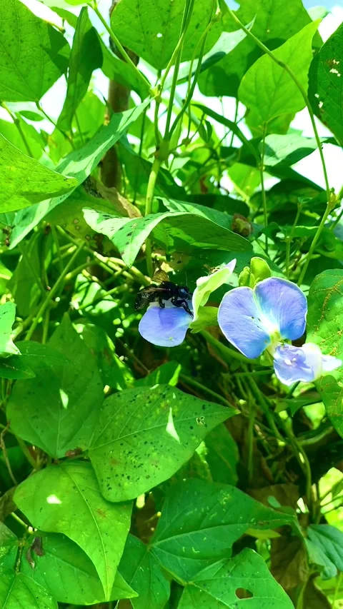 Beetles looking for nectar 库存影片 218418879