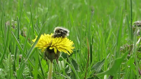 Beetles mate on a dandelion in spring love Stock Footage 152901969