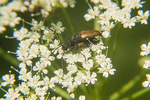 Beetles mate on a flower Stock Photos