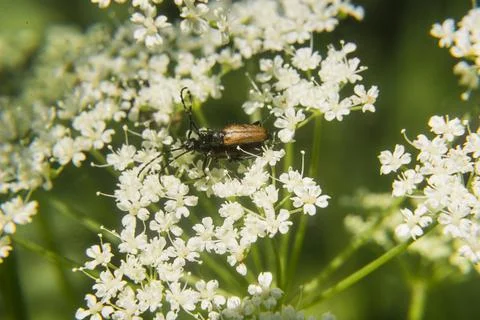 Beetles mate on a flower Stock Photos