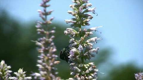 Beetles mate Stock Footage 97929