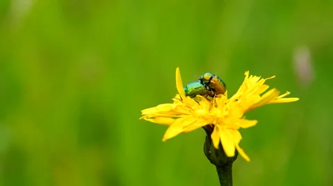 Beetles mate Stock Footage 38093362