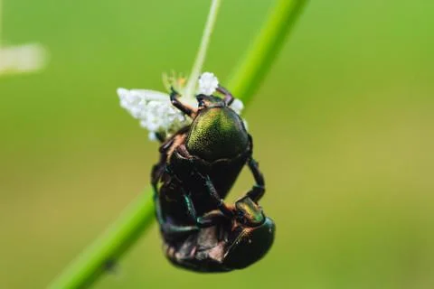 Beetles mate on the grass Stock Photos