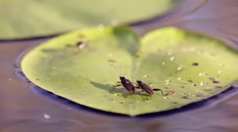 Beetles mating on a floating waterlily leaf Stock Footage 68446038