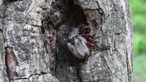 Beetles mating Stock Footage 82446817