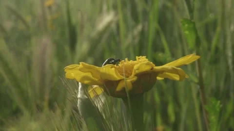 Beetles Mating on a Yellow Flower in a Meadow 2 스톡 동영상 310567802