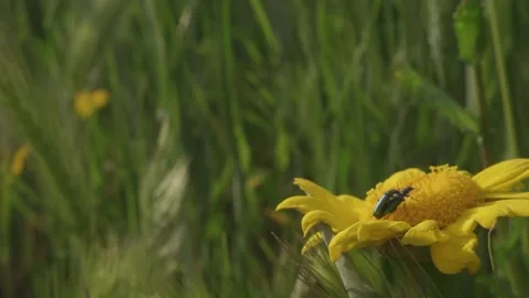 Beetles Mating on a Yellow Flower in a Meadow 스톡 동영상 310567823