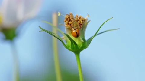 Beetles Orange Crawl On The Flower Stock Footage 232404432