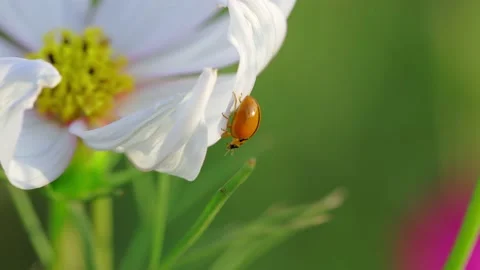 Beetles Orange Crawl On The Flower Stock Footage 232404445